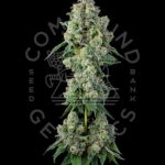 Inside-Joke-Feminized-Cannabis-Seeds-by-Compound-Genetics.jpg