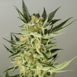 nirvana-ak-48-auto-flowering-nirvana-seeds-2.png