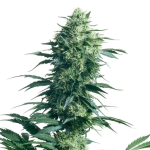 nirvana-ak-48-auto-flowering-nirvana-seeds-2.png