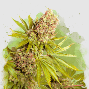 Nirvana Seeds - AK 48 - Auto