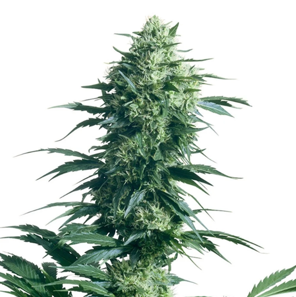 nirvana-ak-48-auto-flowering-nirvana-seeds.png