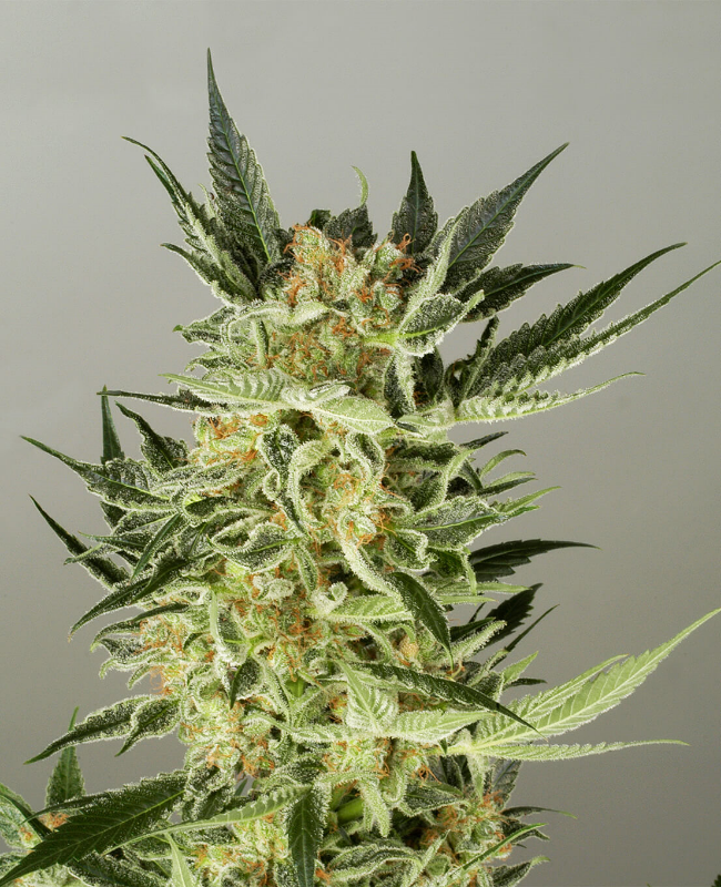 nirvana-ak-48-auto-flowering.png