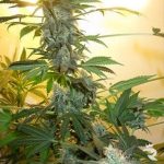 nirvana-ak48-feminized-cannabis-seeds-usa.jpg