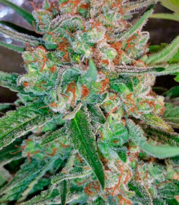 Nirvana Seeds - AK 48 - Regular