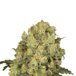nirvana-ak48-feminized-cannabis-seeds-usa.jpg