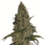 Nirvana Seeds - Amnesia - Feminized