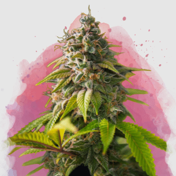Nirvana Seeds - Amnesia - Regular