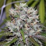 nirvana-auto-amnesia-seeds.jpg