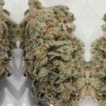 serious-seeds-ak-47.jpg