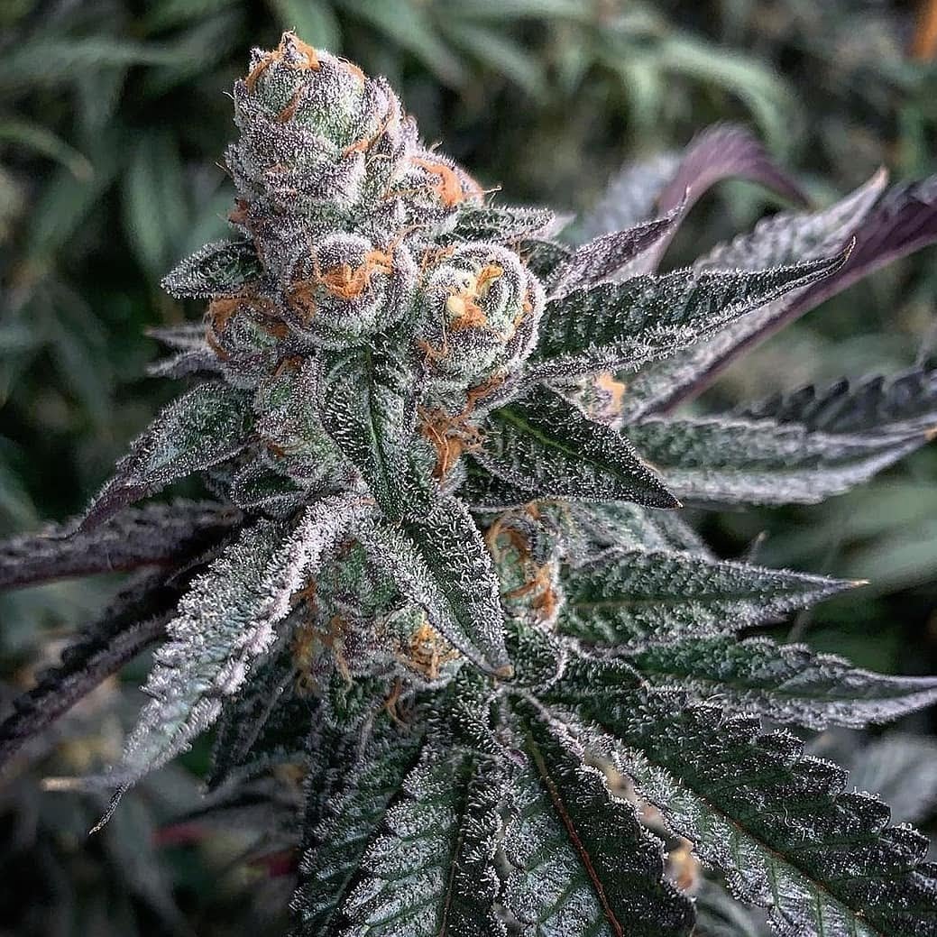 animal-cookies-feminized-cannabis-seeds.jpg