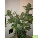 auto-ak47-feminized-cannabis-seeds-4.jpg