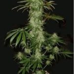 auto-ak47-feminized-cannabis-seeds-4.jpg