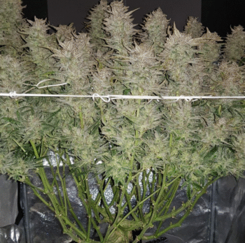 Flavour Gang - Auto Zmoothie - Auto Fem Seeds