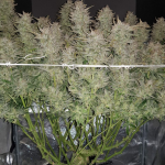 Flavour Gang - Auto Zmoothie - Auto Fem Seeds