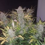 flavour-gang-stardawg-feminized-cannabis-seeds.jpg