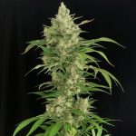 seriosa-weed-seed-serious-seeds.jpg