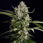 Seriosa Female Weed Seeds by Serious Seeds