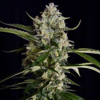 Seriosa Female Weed Seeds by Serious Seeds