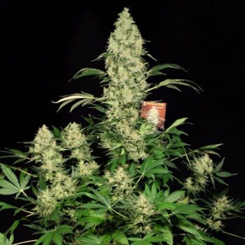 AK-47 Feminized Cannabis Seeds by Serious Seeds