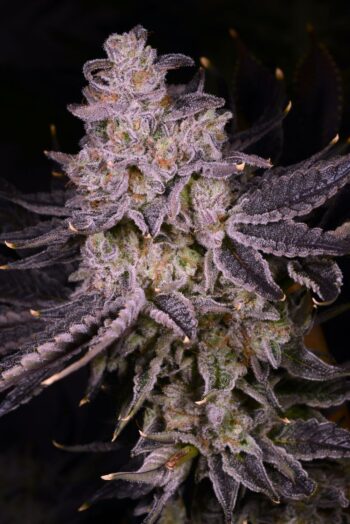 Flavour Gang - Auto Apple Tartz - Auto Fem Seeds