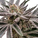 auto-apple-tartz-seeds-by-flavour-gang-1.jpg