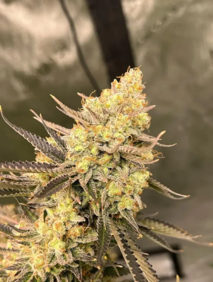 auto-cherry-zoap-seeds-1.png