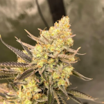 auto-cherry-zoap-seeds-flavour-gang-scaled-1.jpg
