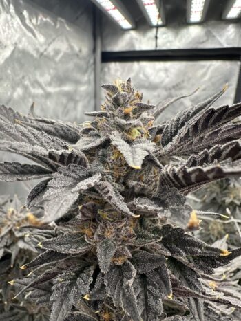 Flavour Gang - Auto Cherry Zoap - Auto Fem Seeds