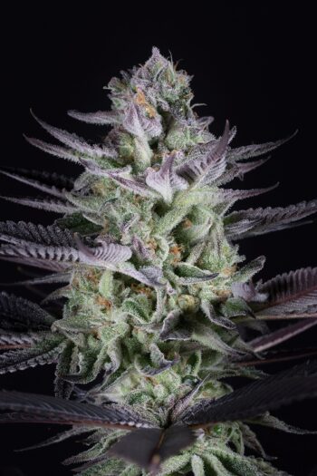 Flavour Gang - Auto Blue Cookies x Oreoz - Auto Fem Seeds