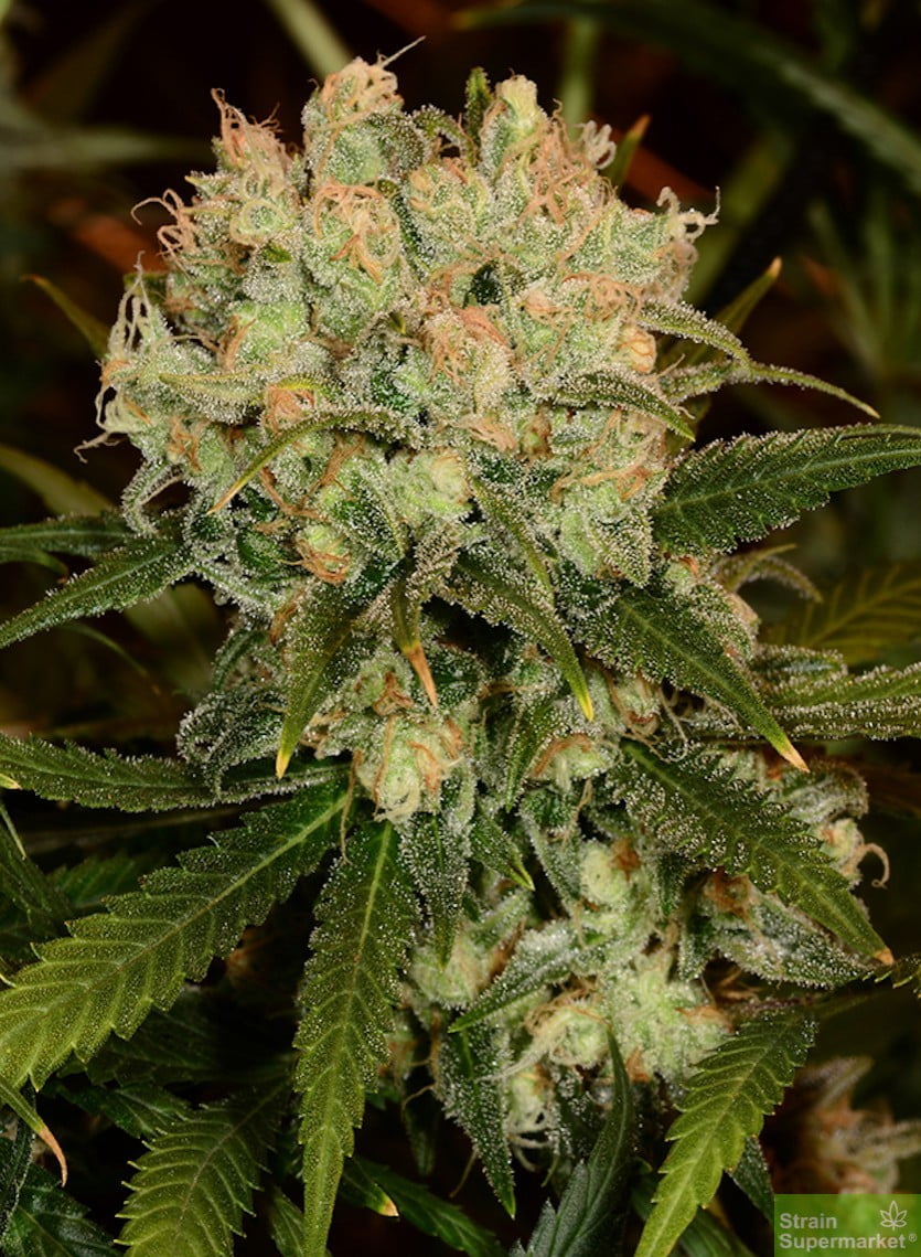 auto-blueberry-x-northern-lights-autoflowering-feminised-cannabis-seeds.jpg