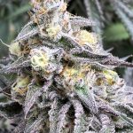 Flavour Gang - Auto Butter Candy - Auto Fem Seeds