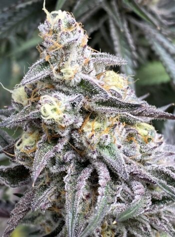 Flavour Gang - Auto Butter Candy - Auto Fem Seeds