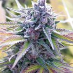 auto-butter-candy-seeds.jpg