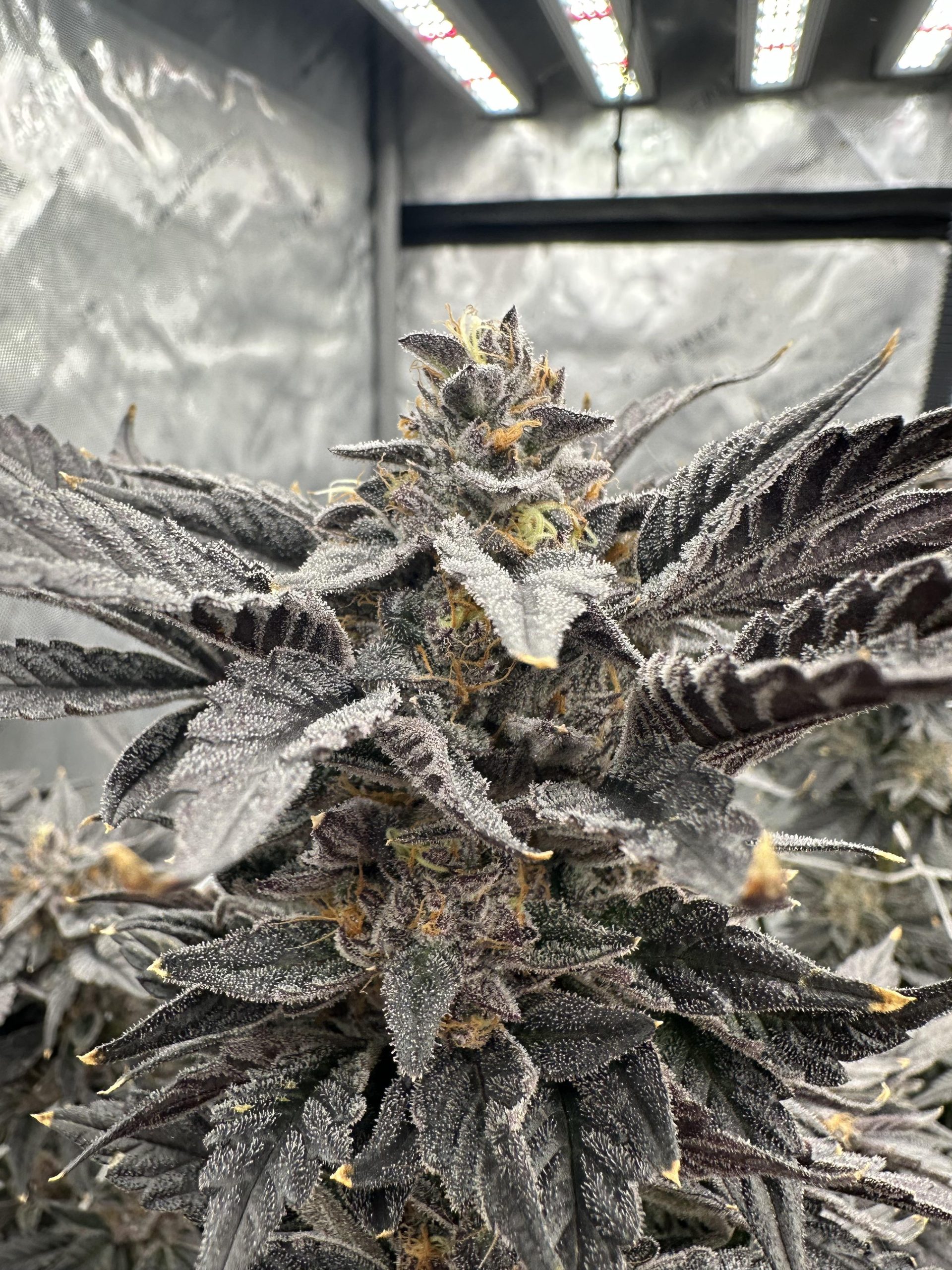 auto-cherry-zoap-seeds-flavour-gang-scaled-1.jpg