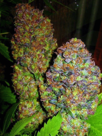 Blueberry (5 Fem)