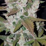 Flavour Gang - Auto Girl Scout Cookies - Autoflowering Feminized Cannabis Seeds