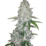 flavour-gang-auto-gorilla-glue-autoflowering-feminized-cannabis-seeds.jpg