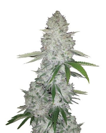 flavour-gang-auto-gorilla-glue-autoflowering-feminized-cannabis-seeds.jpg
