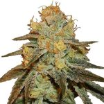 Flavour Gang - Bruce Banner - Feminized Cannabis Seeds