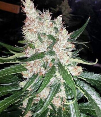 Flavour Gang - BubbleGum - Feminized Cannabis Seeds