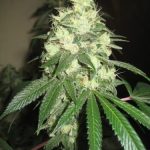 flavour-gang-chemdawg-feminized-cannabis-seeds.jpg