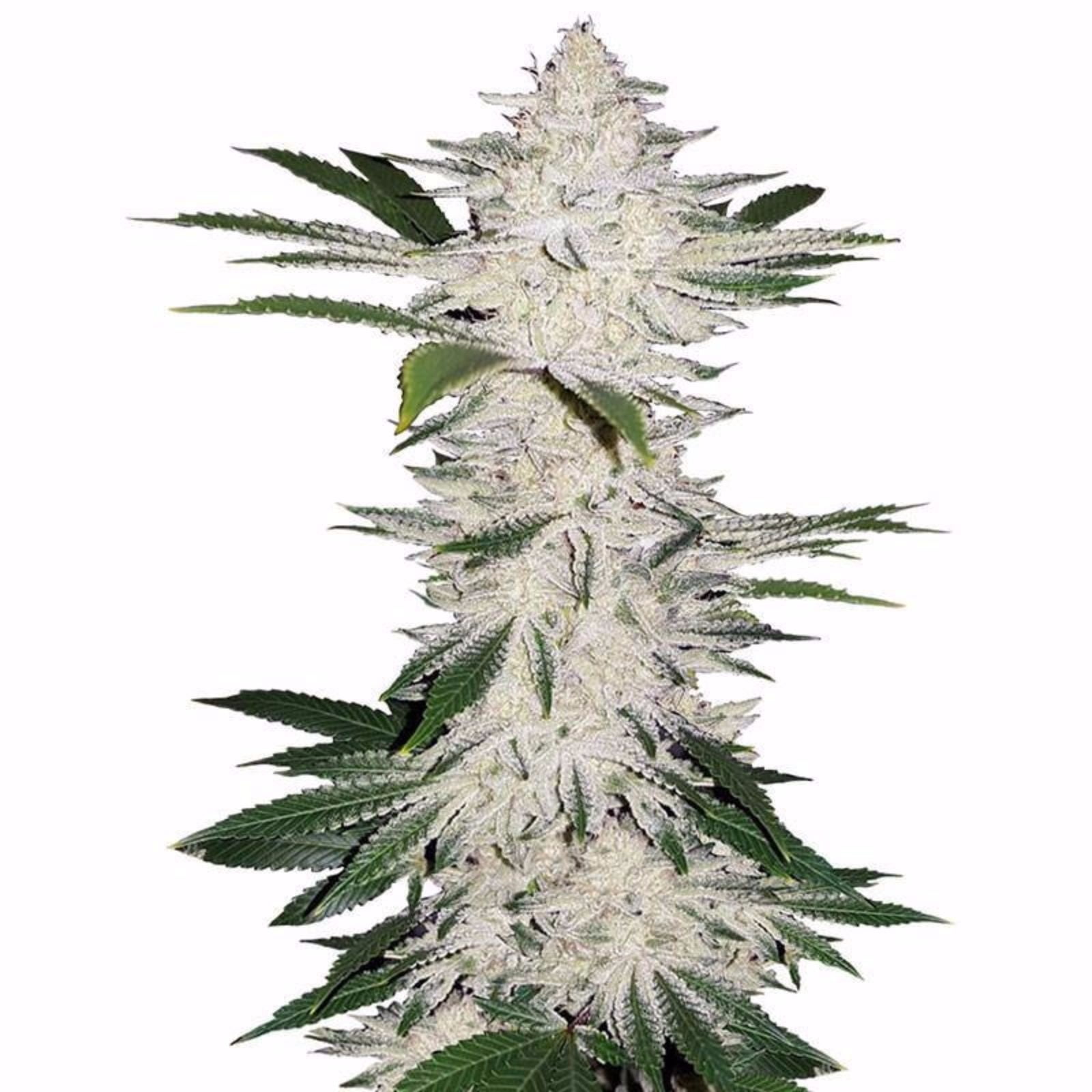 flavour-gang-chemdawg-feminized-cannabis-seeds.jpg