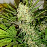 Flavour Gang - Gelato - Feminized Cannabis Seeds