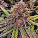 flavour-gang-gelato-feminized-cannabis-seeds.jpg