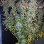 flavour-gang-gorilla-zkittlez-feminized-cannabis-seeds.jpg