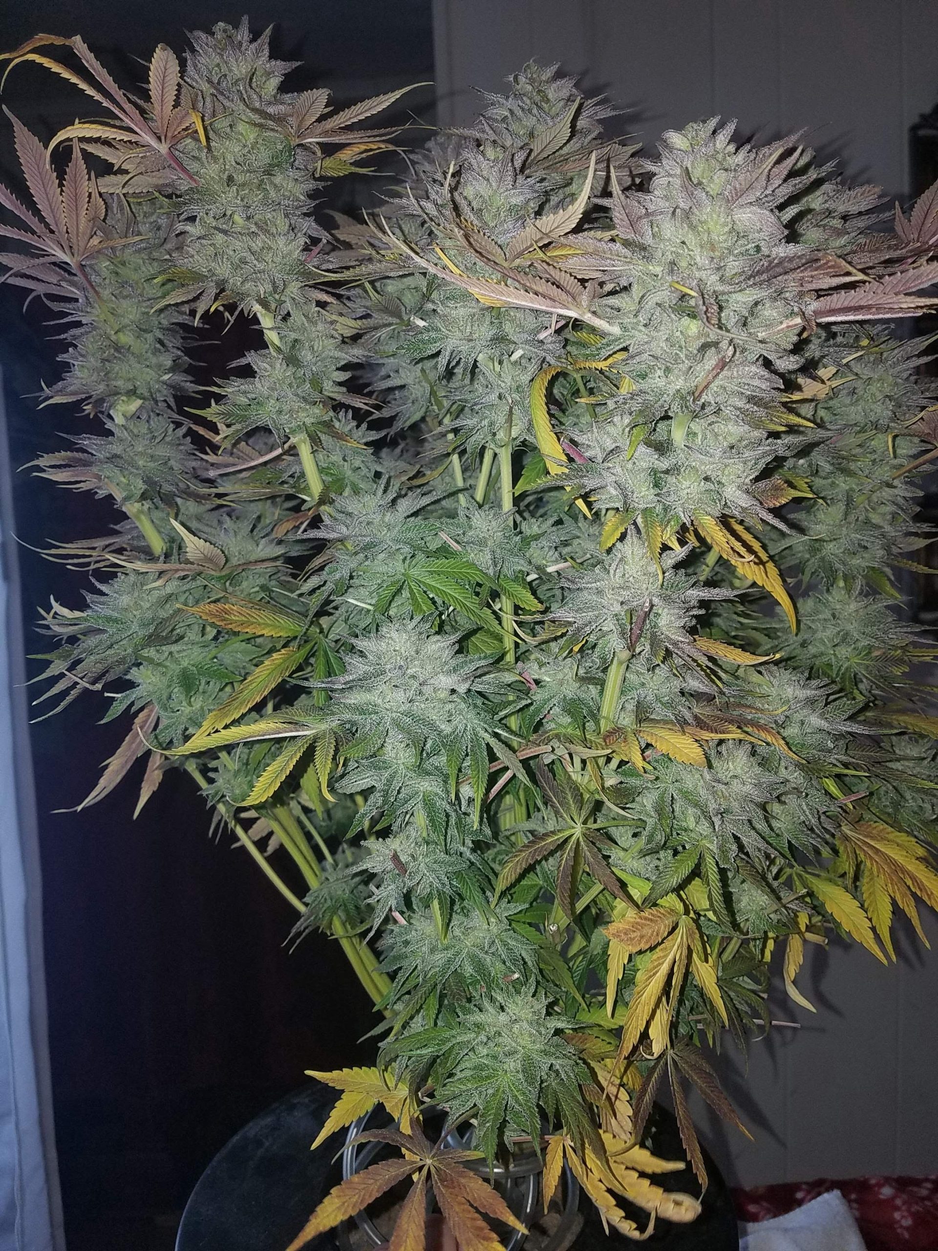 flavour-gang-gorilla-zkittlez-feminized-cannabis-seeds-2.jpg