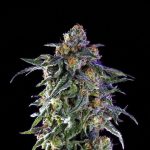 flavour-gang-grand-daddy-purple-feminized-cannabis-seeds.jpg