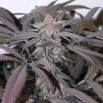 flavour-gang-purple-urkle-feminized-cannabis-seeds.jpg