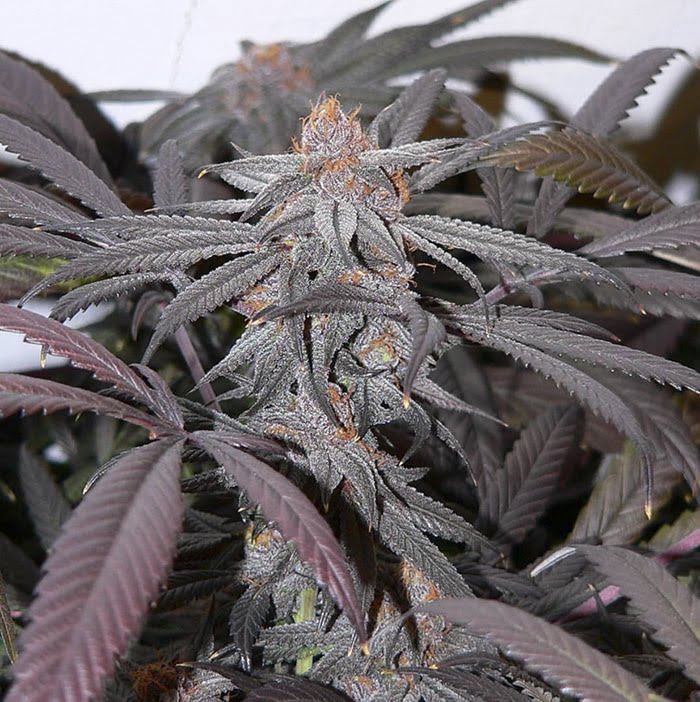 flavour-gang-purple-urkle-feminized-cannabis-seeds-2.jpg