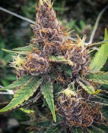 Flavour Gang - Purple Urkle - Feminized Cannabis Seeds